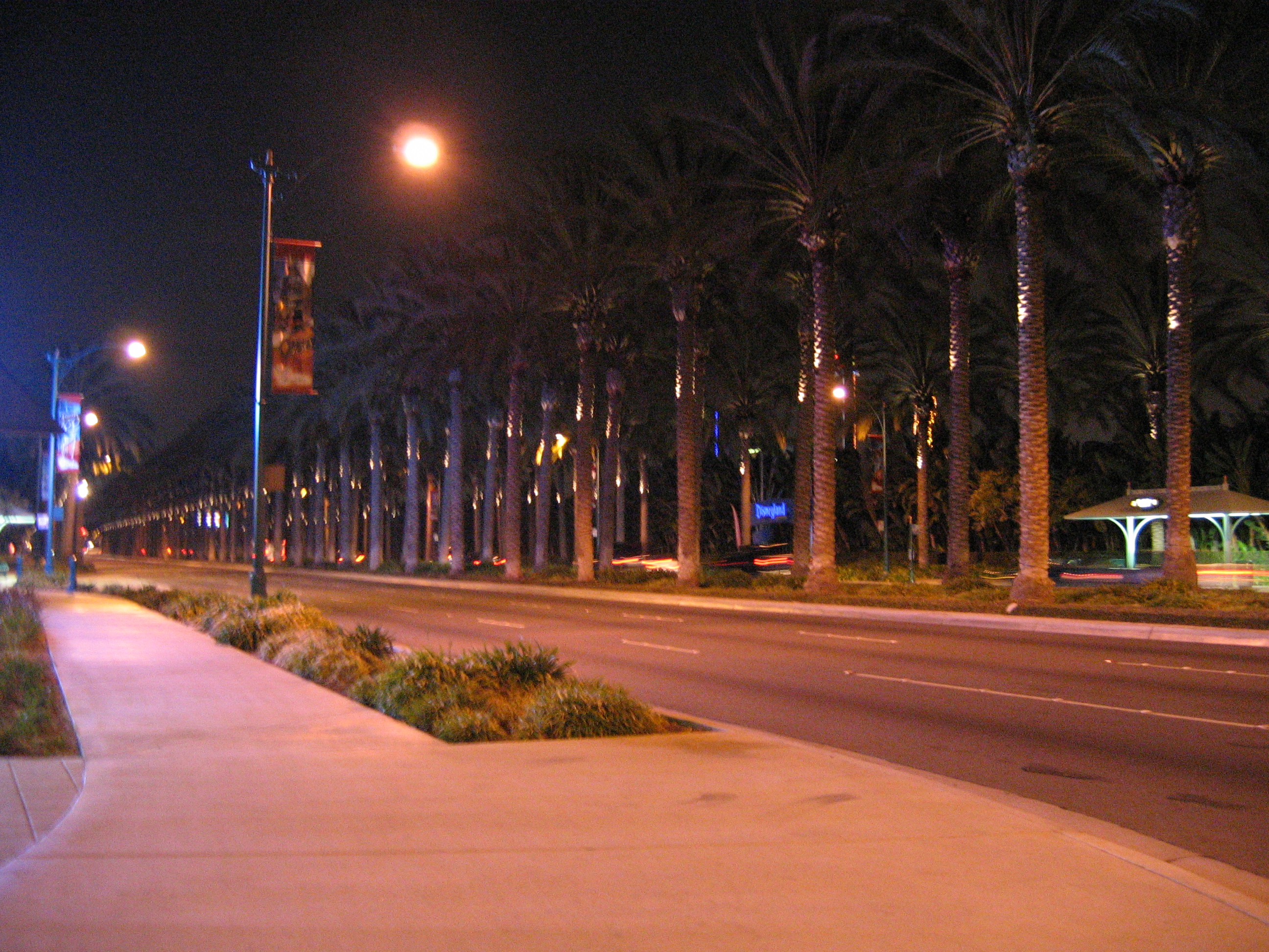 Palm trees in the street