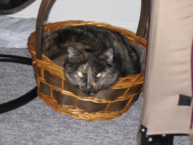 Mista in a basket