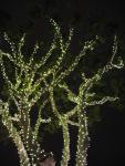Tree + Lights = Cool!